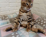 Кошки в Лыткарино: Котенок бенгальской породы 3 мес Мальчик, 15 000 руб. - фото 2