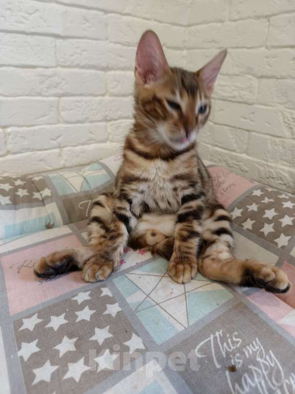 Кошки в Лыткарино: Котенок бенгальской породы 3 мес Мальчик, 15 000 руб. - фото 2