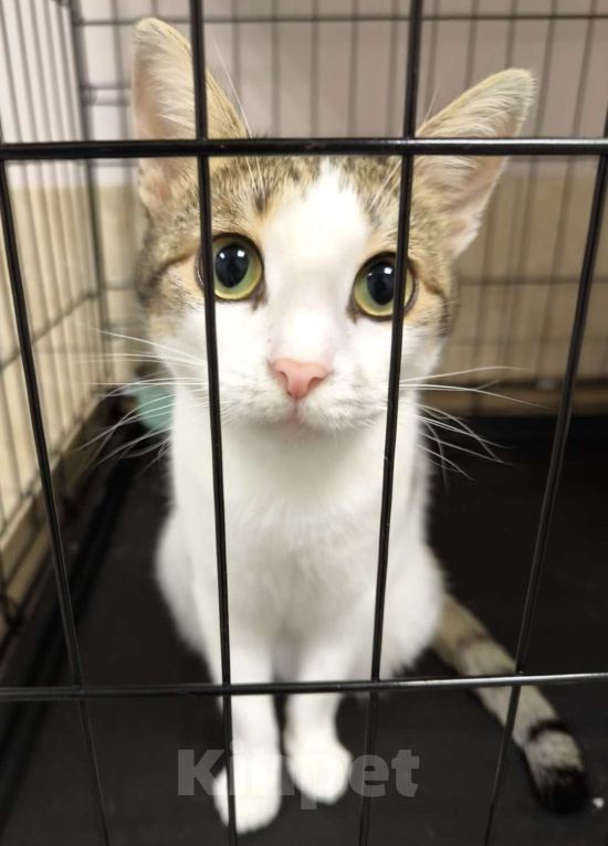 Кошки в Москве: Не с первого раза, увы.  Мальчик, Бесплатно - фото 1