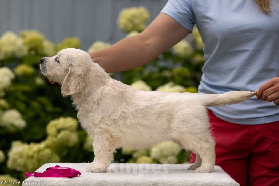 Собаки в Москве: Щенки золотистого ( голден)ретривера Девочка, Бесплатно - фото 3