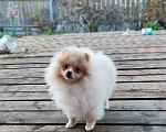 Собаки в Перми: Померанский шпиц Девочка, 35 000 руб. - фото 1