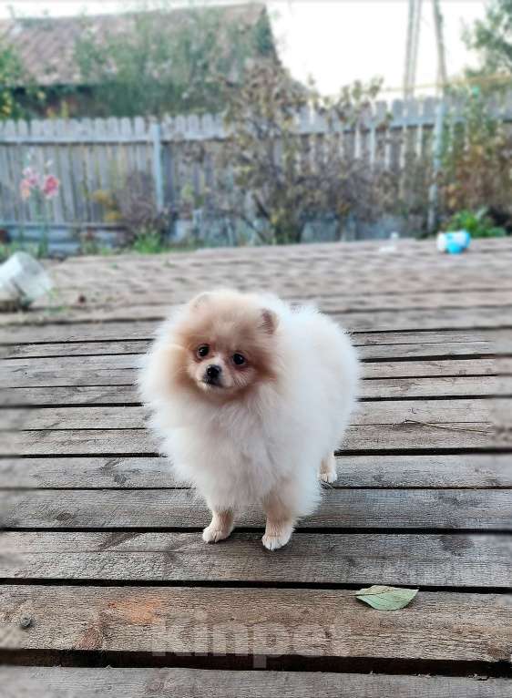 Собаки в Перми: Померанский шпиц Девочка, 35 000 руб. - фото 1