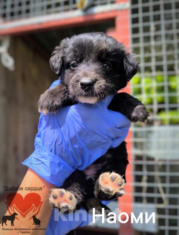 Собаки в Тамбове: Наоми Девочка, Бесплатно - фото 2