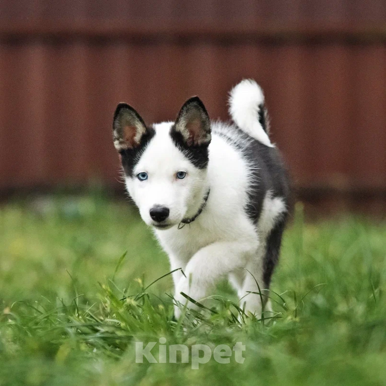 Собаки в Лосином-Петровском: Орфей якутята ппбж Мальчик, Бесплатно - фото 3