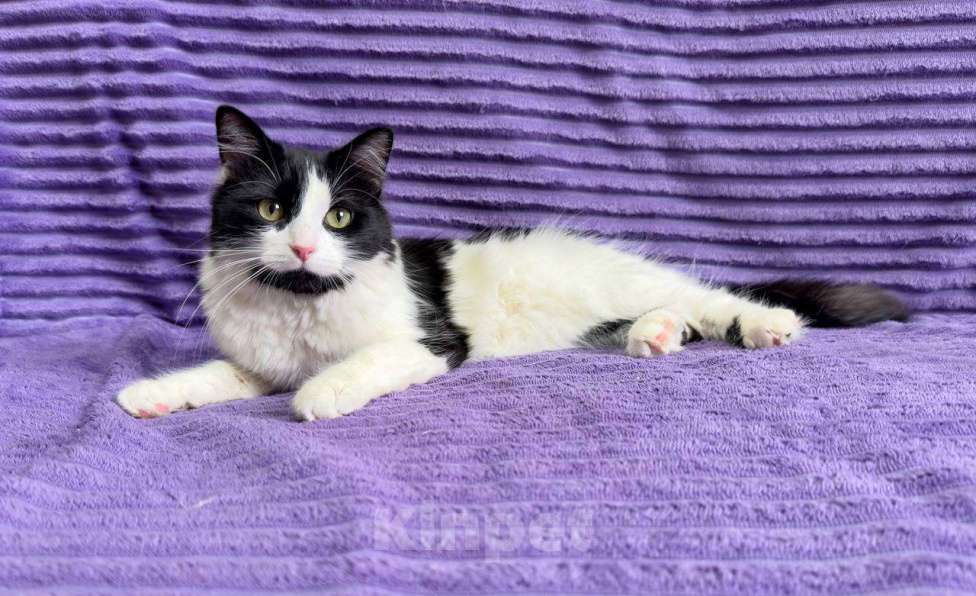 Кошки в Москве: Знакомьтесь — Чита! Девочка, 1 руб. - фото 2