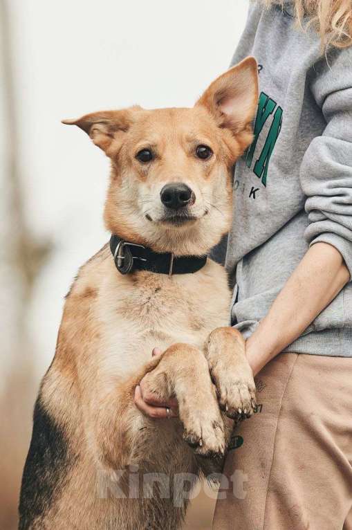 Собаки в Лосином-Петровском: Дакота валентинка в добрые руки Девочка, Бесплатно - фото 8
