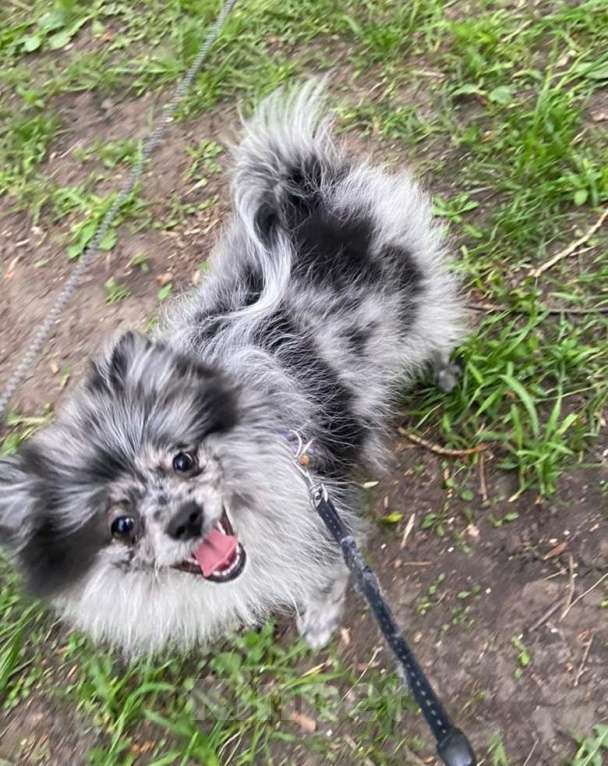 Собаки в Москве: Девочка малого немецкого шпица  Девочка, 40 000 руб. - фото 2