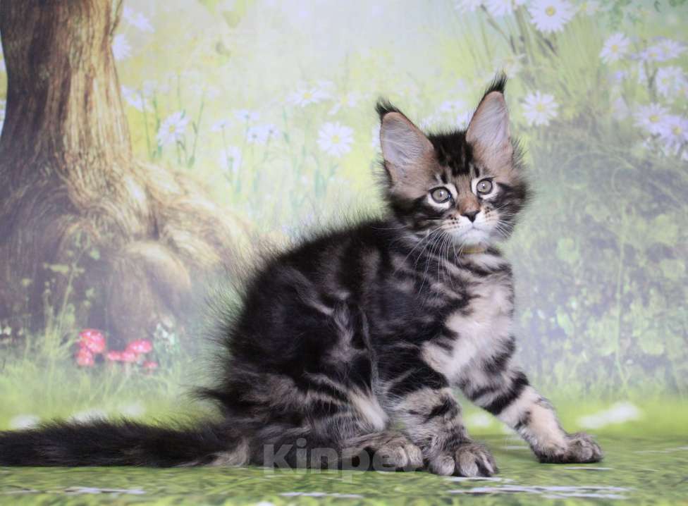 Кошки в Екатеринбурге: Котёнок мейн-кун Цефей Мальчик, 50 000 руб. - фото 1