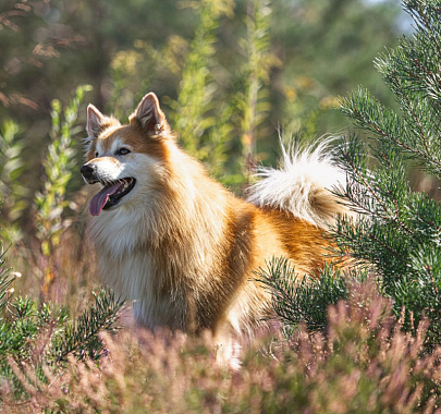 Исландская овчарка