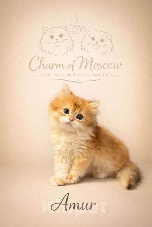 Кошки в Москве: Британские длинношерстные золотые котята Разнополые, Бесплатно - фото 3