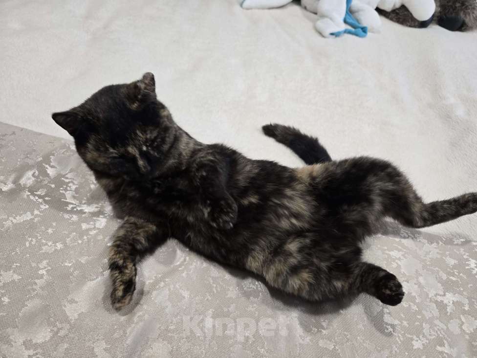 Кошки в Семикаракорске: Хранительница дома  Девочка, Бесплатно - фото 3