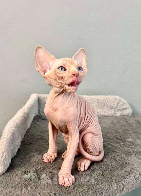 Кошки в Москве: Канадский Сфинкс Edward Мальчик, 55 000 руб. - фото 2