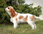 Собаки в Химках: Кавалер кинг Чарльз спаниель  Мальчик, 60 000 руб. - фото 5
