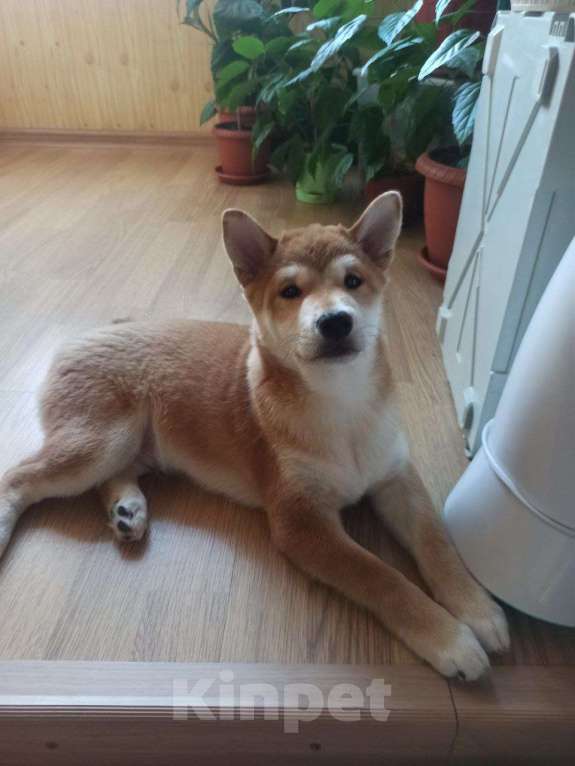 Собаки в Тюмени: Сиба ину кобель Мальчик, 35 000 руб. - фото 3