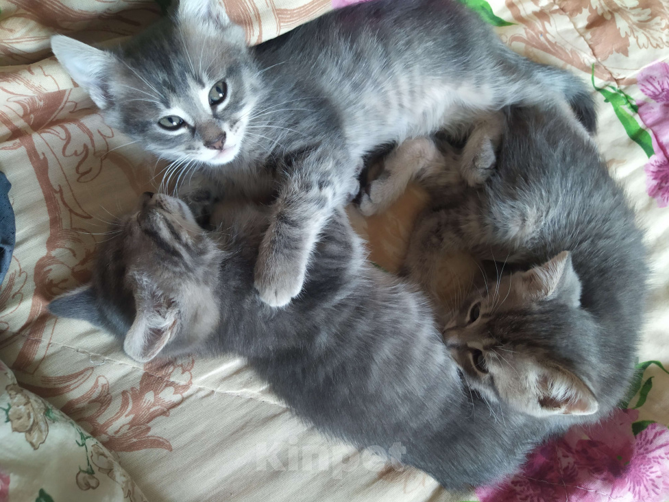 Кошки в Санкт-Петербурге: Котята австралийской дымчатой породы, 2 месяца, домашние, кормит кошка и прикорм, приучены к лотку Мальчик, 5 000 руб. - фото 1