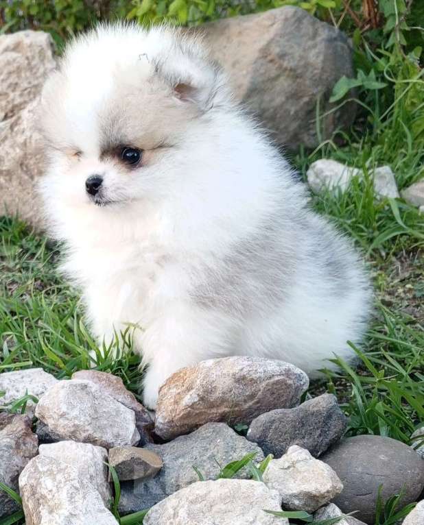 Собаки в Перми: Шпиц шенок мини Девочка, 30 000 руб. - фото 5