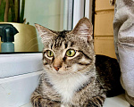 Кошки в Москве: Красивейший полосатый котик Мартин в добрые руки  Мальчик, Бесплатно - фото 9