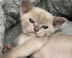 Кошки в Санкт-Петербурге: Бурманский котёнок  Мальчик, 70 000 руб. - фото 4