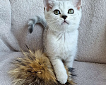Кошки в Королеве: Британские котята Табби Девочка, 7 000 руб. - фото 1