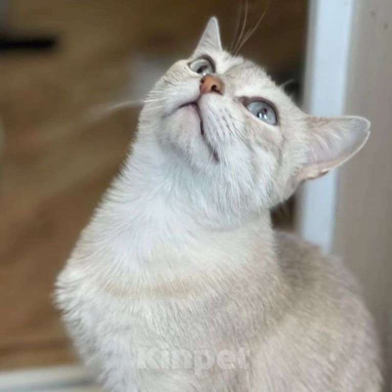 Кошки в Москве: Породистую кошечку выкинули  Девочка, Бесплатно - фото 5