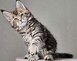 Кошки в Домодедово: Девочка мейн-кун Девочка, 50 000 руб. - фото 1