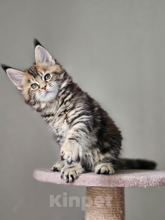 Кошки в Домодедово: Девочка мейн-кун Девочка, 50 000 руб. - фото 1