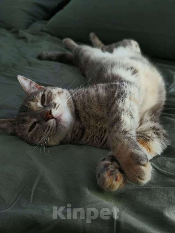 Кошки в Курганинске: Пропала кошка в г.Курганинск Девочка, 1 000 руб. - фото 2