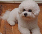 Собаки в Москве: Щенок Бишон фризе Мальчик, 50 000 руб. - фото 10