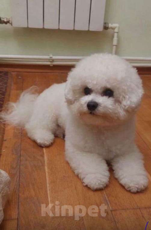 Собаки в Москве: Щенок Бишон фризе Мальчик, 50 000 руб. - фото 10