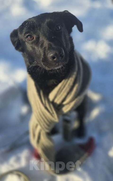 Собаки в Королеве: Ищем дом и любящую семью для прекрасной Оливки! Девочка, Бесплатно - фото 1