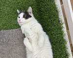 Кошки в Москве: Кошка Милка ищет дом! Девочка, Бесплатно - фото 4