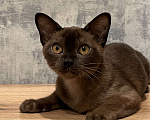 Кошки в Казани: Европейская бурма Девочка, 80 000 руб. - фото 1