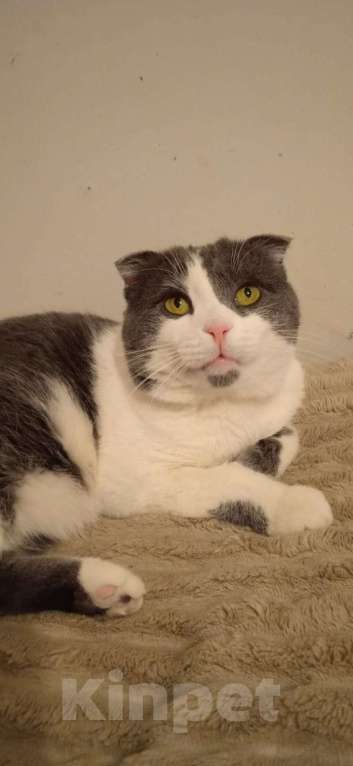 Кошки в Люберцах: Ищет дом скромный котик Батон Мальчик, Бесплатно - фото 1