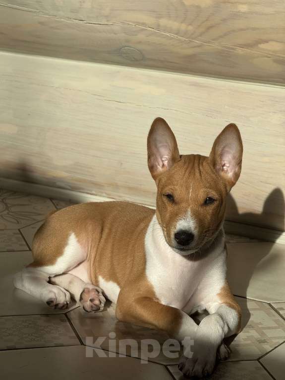 Собаки в Челябинске: Щенок Арчи породы басенджи Мальчик, 50 000 руб. - фото 5