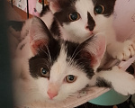 Кошки в Жуковском: Котенок девочка Семечка Девочка, Бесплатно - фото 5