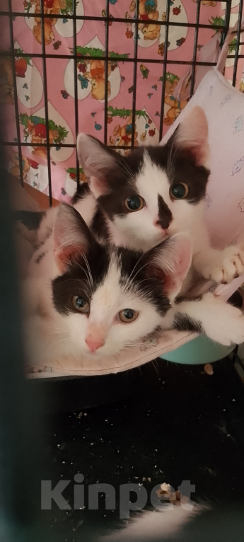 Кошки в Жуковском: Котенок девочка Семечка Девочка, Бесплатно - фото 5