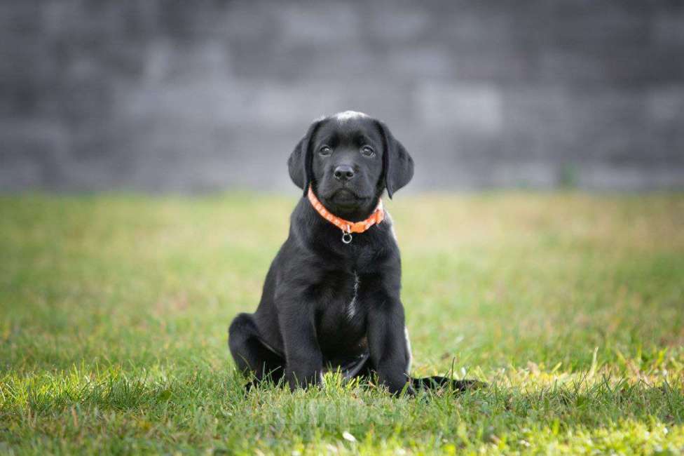 Собаки в Санкт-Петербурге: Продам породистых щенков лабрадора с родословной Мальчик, 70 000 руб. - фото 2