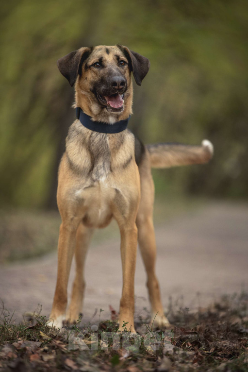 Собаки в Москве: Носок Мальчик, Бесплатно - фото 3