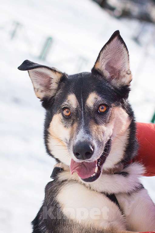 Собаки в Москве: Мирушка ищет добрый дом Девочка, Бесплатно - фото 1