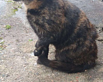 Кошки в Дагестанском Огне: Котята, Бесплатно - фото 1