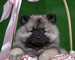 Собаки в Перми: Щенок Вольфшпиц Девочка, 85 000 руб. - фото 3