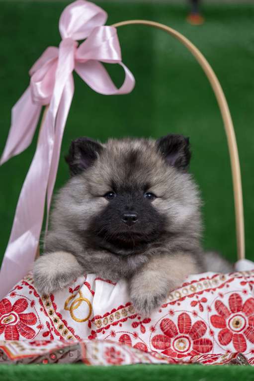 Собаки в Перми: Щенок Вольфшпиц Девочка, 85 000 руб. - фото 3