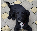 Собаки в Краснодаре: Щенок с прививками стерильна Девочка, 10 руб. - фото 10