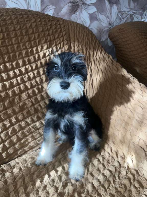 Собаки в Ставрополе: Щенок цвергшнауцер  Мальчик, 35 000 руб. - фото 1