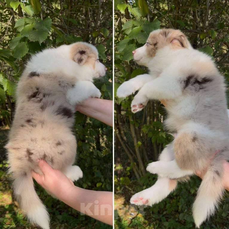 Собаки в других городах Московской области: Бордер колли шоколадные и мраморные мальчики Мальчик, 80 000 руб. - фото 4