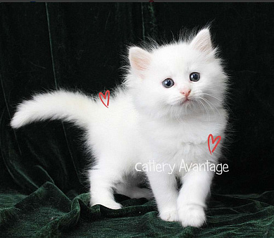 Объявление: Предлагаются клубные сибирские котята мальчик/девочка, Бесплатно, Новая Ладога
