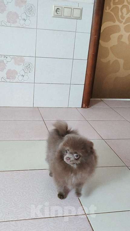 Собаки в Раменском: 💕Лиловый померанец в любимцы.  Мальчик, 50 000 руб. - фото 6