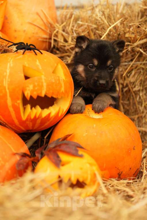 Собаки в других городах Московской области: Лучший Восточник в РФ Мальчик, 65 000 руб. - фото 5