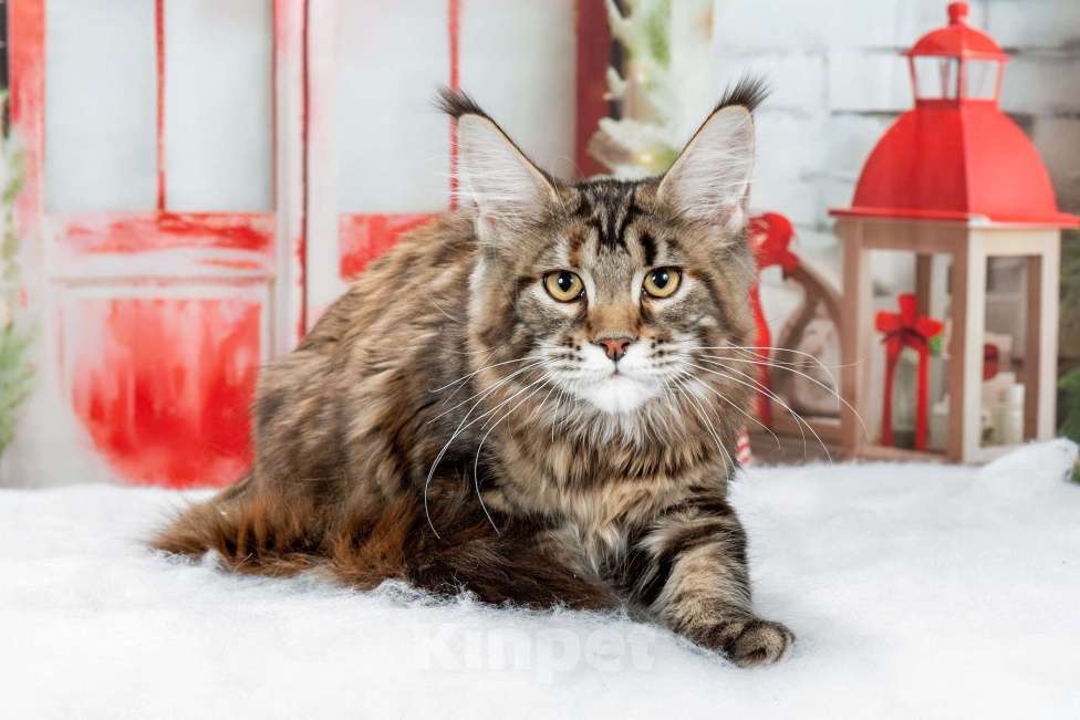 Кошки в Озерске: Красотка - черепашкa Девочка, 35 000 руб. - фото 2