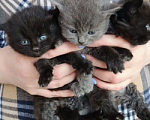 Кошки в Краснодаре: Котята в добрые руки Мальчик, Бесплатно - фото 2